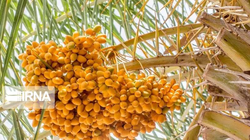 برنامه آموزش مهارتی ویژه میوه‌های گرمسیری و خرما ابلاغ شد